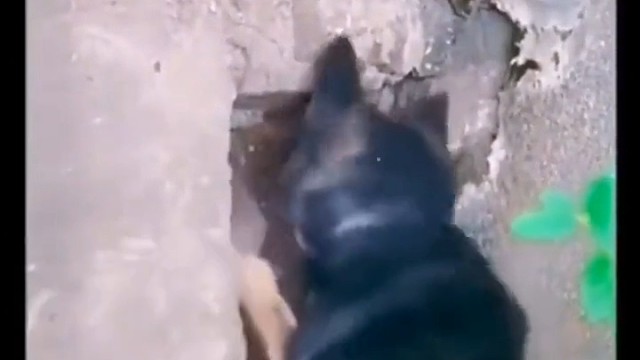 狗拿耗子，多管闲事