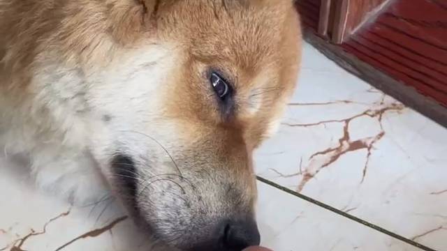 铲屎官的脚臭晕狗狗翻白眼