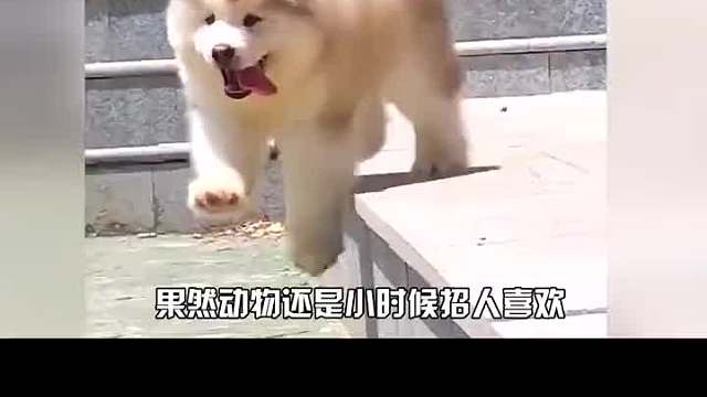 動(dòng)物還是幼崽最招人喜歡
