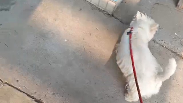 关于主播为什么不直播了，近期在干嘛系列