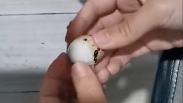 李瑞义医生经验丰富，通过中医经典理论及多年临床经验的积累，形成了自身独特的治疗理念，对神经系统疾病、