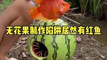 无花果制作陷阱居然有红鱼