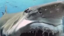 鲨鱼是不是很恐怖