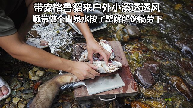 带安格鲁貂去户外小溪透透风，再搞个梭子蟹犒劳下
