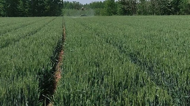 无人机打药，小麦锈病蚜虫防治