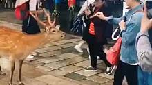 你绝对意想不到的礼貌小鹿
