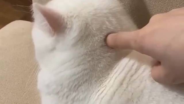 一阳指 葵花点穴手