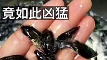 凶猛的鳜鱼苗！