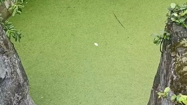 摊上个这样的狗主人，狗生不幸啊