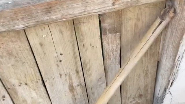 今晚油炸哪一条？