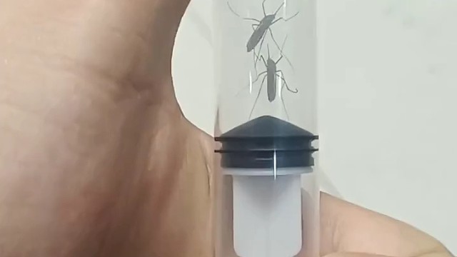 两个蚊件反复压缩解压缩。