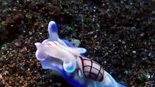 一只漂亮的海蛞蝓