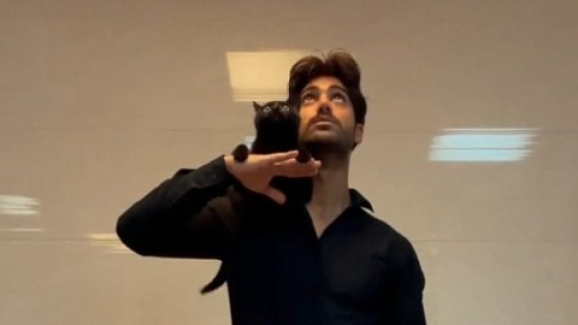 被猫和主人帅死