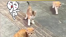 有老奶奶在的地方才有家，一群流浪猫在路上愉快玩耍，很温馨的一幕