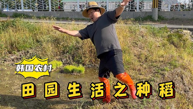 和爸妈补稻后，品尝冷面和橡子果冻配黄瓜泡菜，凉爽开胃超过瘾！