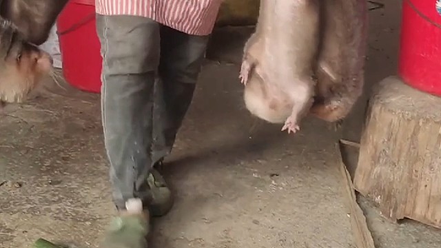 虽然熊猫比竹鼠可爱，但是竹鼠比熊猫好吃