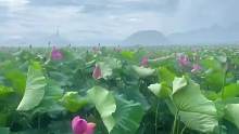 原来暴雨里的荷花这么震撼