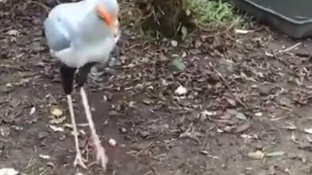 蛇鷲之攻击（那个是假蛇）