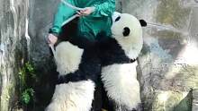 这是熊猫中的新品种“猪熊”