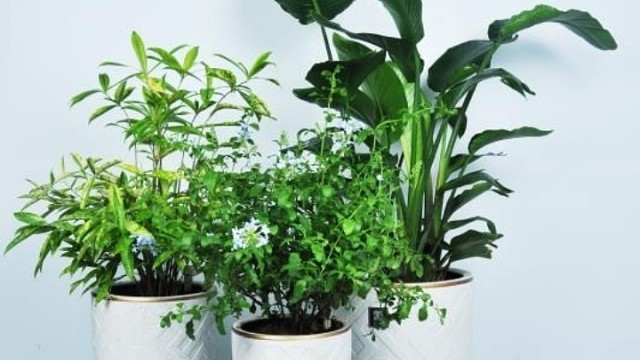 家庭花卉绿植租赁