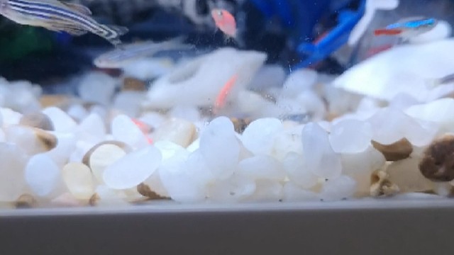 主打一个勤换鱼