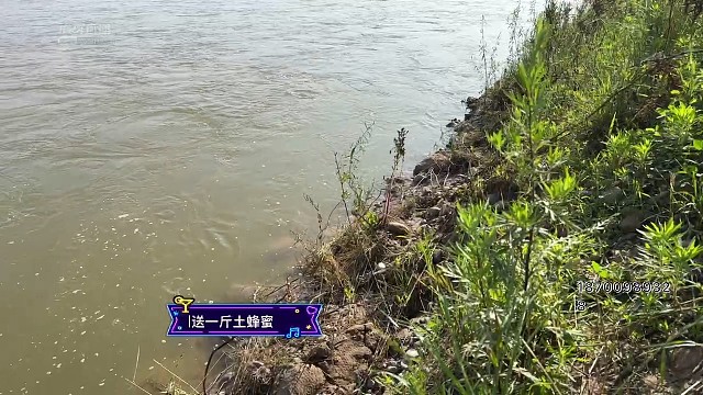 中货3.36斤野生大甲鱼一只