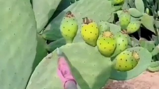 這個(gè)能吃嗎？