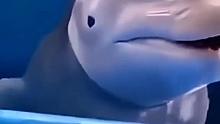 海豚头部这么软