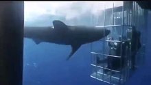 鲨鱼攻击笼子，结果把自己给坑了……