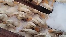 用冰块给这些鸭鸭降温，长途运输没如果没有这个步骤，后果会很严重