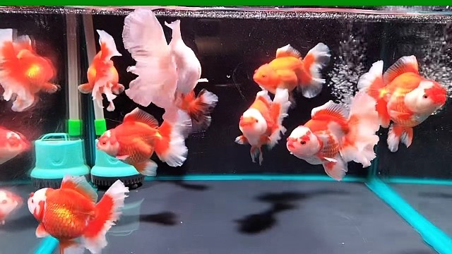 百褶裙泰狮金鱼