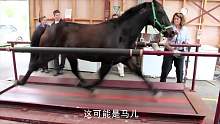 为测试马儿能跑多快，老外直接将其栓在跑步机上，马：我真的栓Q