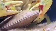 这只螃蟹是真正的美食家……