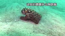 伪装埋伏大师鳐鱼吃章鱼，这就叫专业……