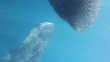 鲸鲨冲入鱼群中大口吃