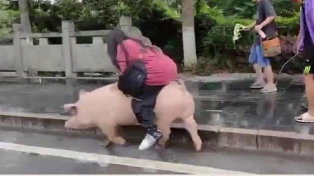 二师兄要玲香惜玉啊