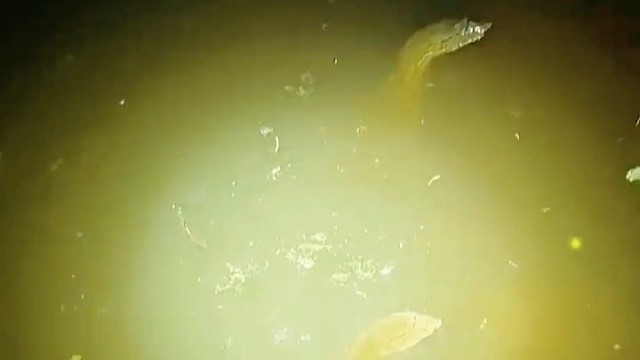 夜钓碰到的不明生物，这是什么？