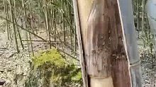 男子竹林偶遇千年难遇的蛇竹 ​