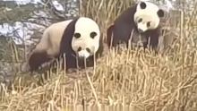 羞羞哒，野生大熊猫画面被拍到