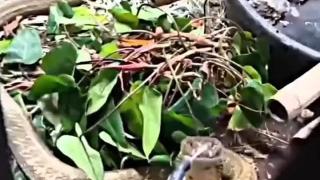 蛇:添加剂的味道就是养人