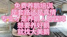 免费养鹅培训是套路还是真情专业才是养鹅人的保障想要养好鹅就找大美鹅