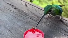 蜂鸟是如何喝水的？