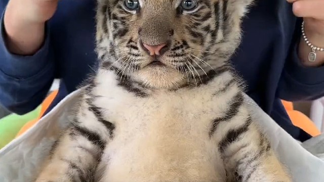 我想要，就想要。