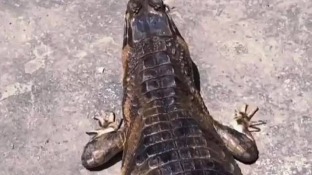 这是不是一个让你惊喜的行业？