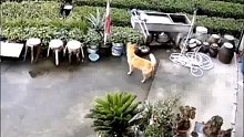 幸亏有监控，否则主人一定会怀疑是狗狗干的