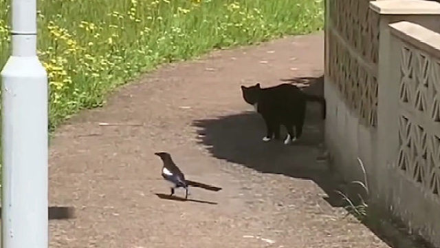 它们的背影真的好有故事感，原来动画片里演的都是真的