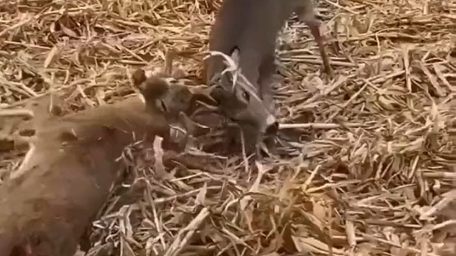 动物就怕相残！人类亦如此！