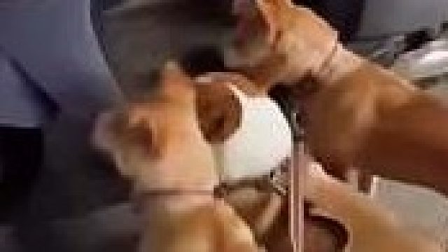 广西带四只柯基坐电动车，没想到是这种坐法…网友：俩硬卧，俩软卧～