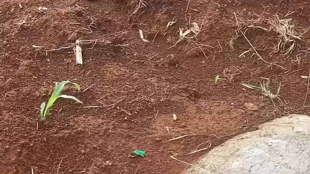 我在想到底是什么样的人才会得到它的信任呢？