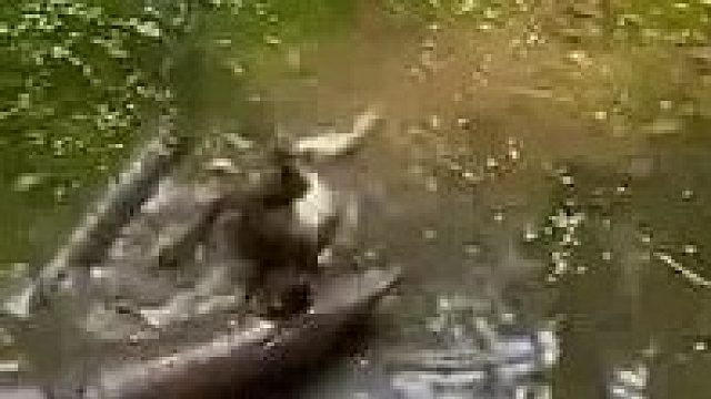 青蛙打架见过吗？